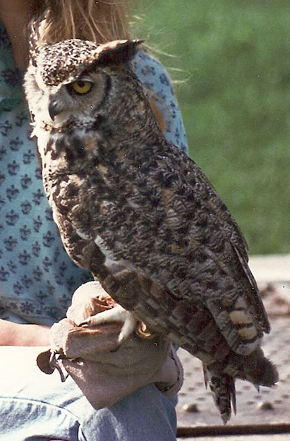 great horned owl