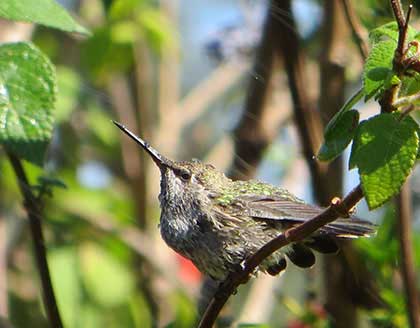 hummingbird bath