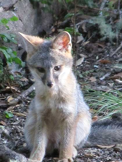 gorgeous grays